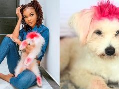 SIMANZI MBWA WA WEMA SEPETU MANUNU AMEKUFA AACHA GUMZO MITANDAONI